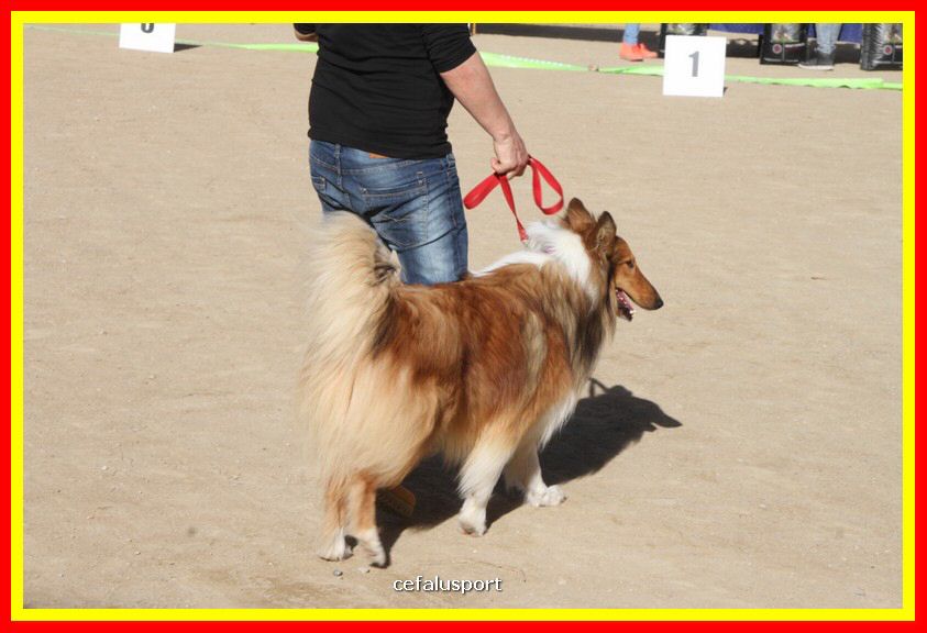 180311 mostra_canina 003.jpg